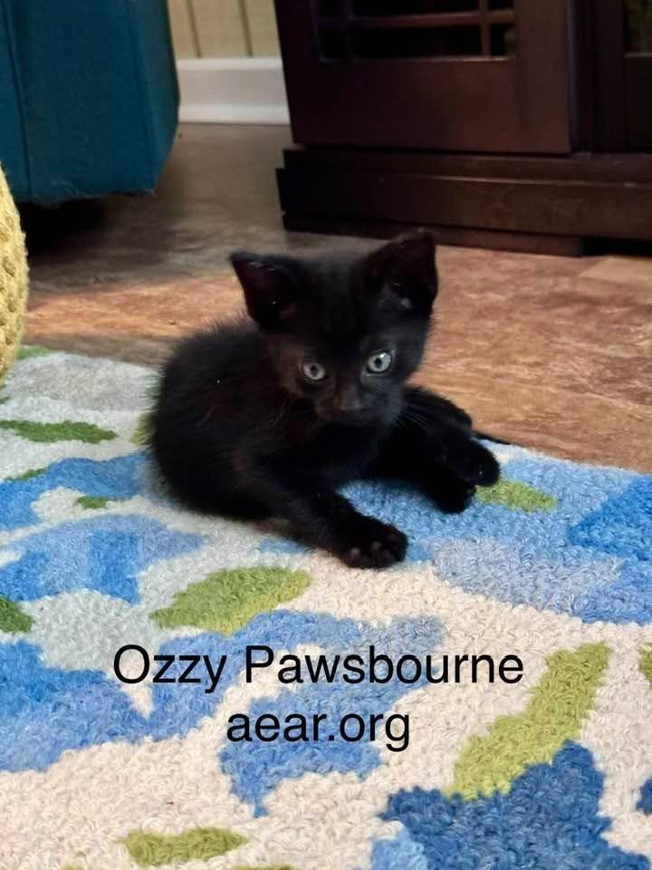 Enlarge Ozzy Pawsborne, a Adoptable mixed breed in Libertyville, IL image 2/6