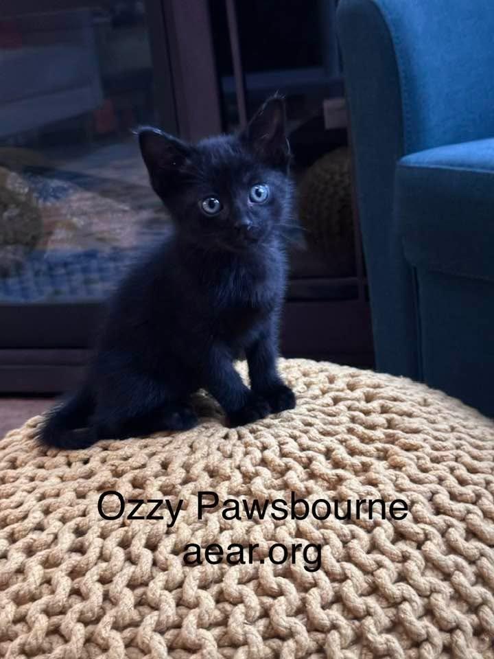 Enlarge Ozzy Pawsborne, a Adoptable mixed breed in Libertyville, IL image 3/6