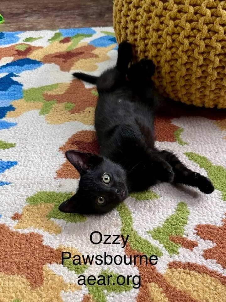 Enlarge Ozzy Pawsborne, a Adoptable mixed breed in Libertyville, IL image 4/6