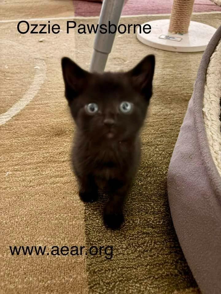Enlarge Ozzy Pawsborne, a Adoptable mixed breed in Libertyville, IL image 5/6