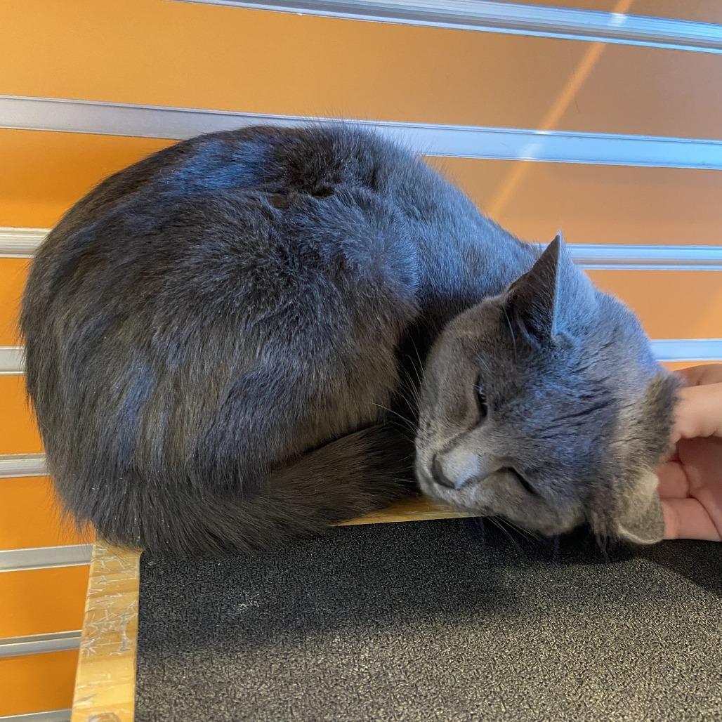 Chuchie, Adoptable, Young Female Domestic Short Hair.