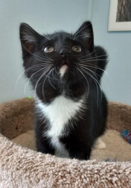 Enlarge Rayna, an adopted Domestic Short Hair in Norwich, NY image 1/2