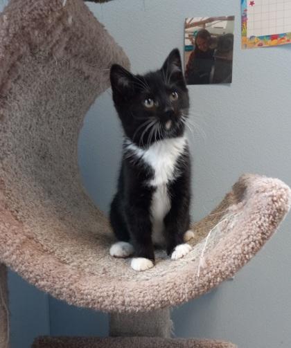 Enlarge Rayna, an adopted Domestic Short Hair in Norwich, NY image 2/2