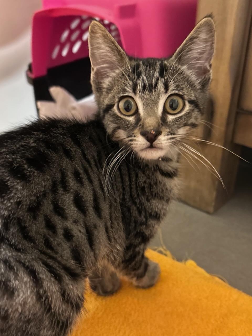 Freesia (bonded with Gladiator), Adoptable, Kitten Female Domestic Short Hair.