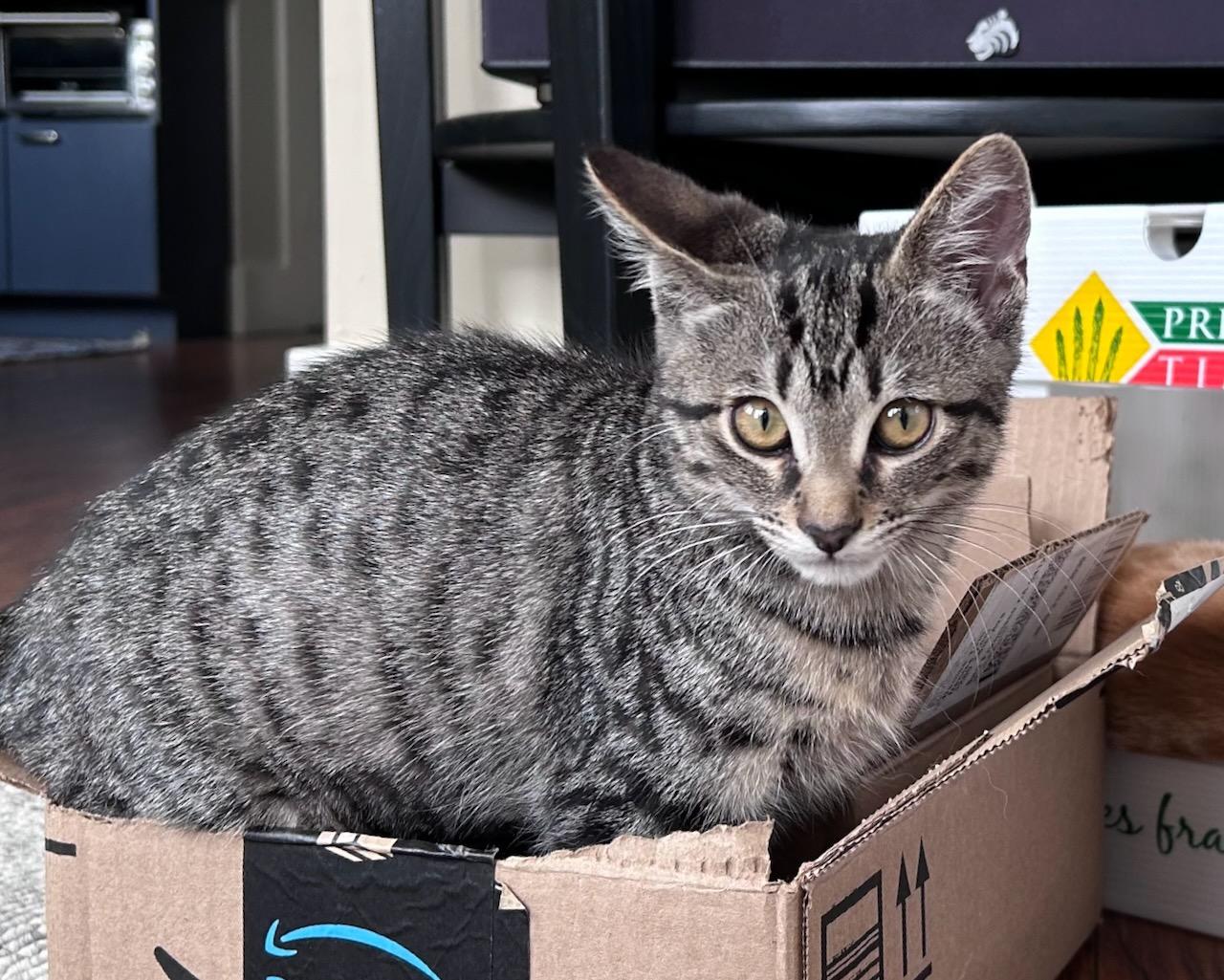 Freesia (bonded with Gladiator), a Adoptable Domestic Short Hair in San Francisco, CA image 3/5