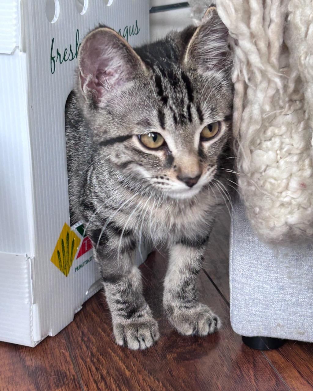 Freesia (bonded with Gladiator), a Adoptable Domestic Short Hair in San Francisco, CA image 5/5