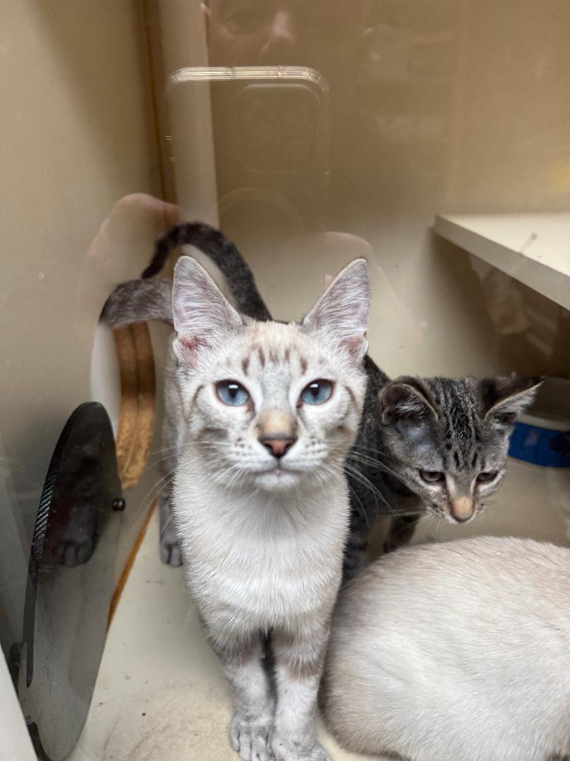 Sunstone Lynx point, ADOPTABLE, Young Male Siamese.