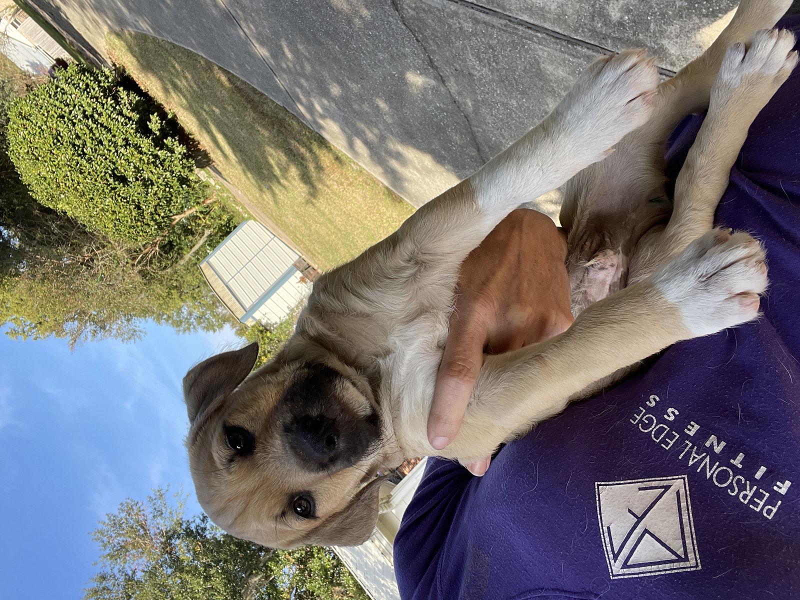 Penne, Adoptable, Puppy Male Mixed Breed.