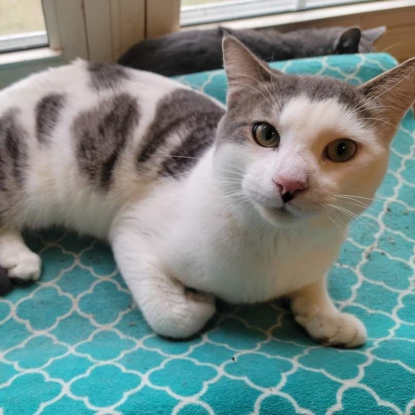 Romeo, a Adopted Domestic Short Hair in Palm Bay, FL image 2/2