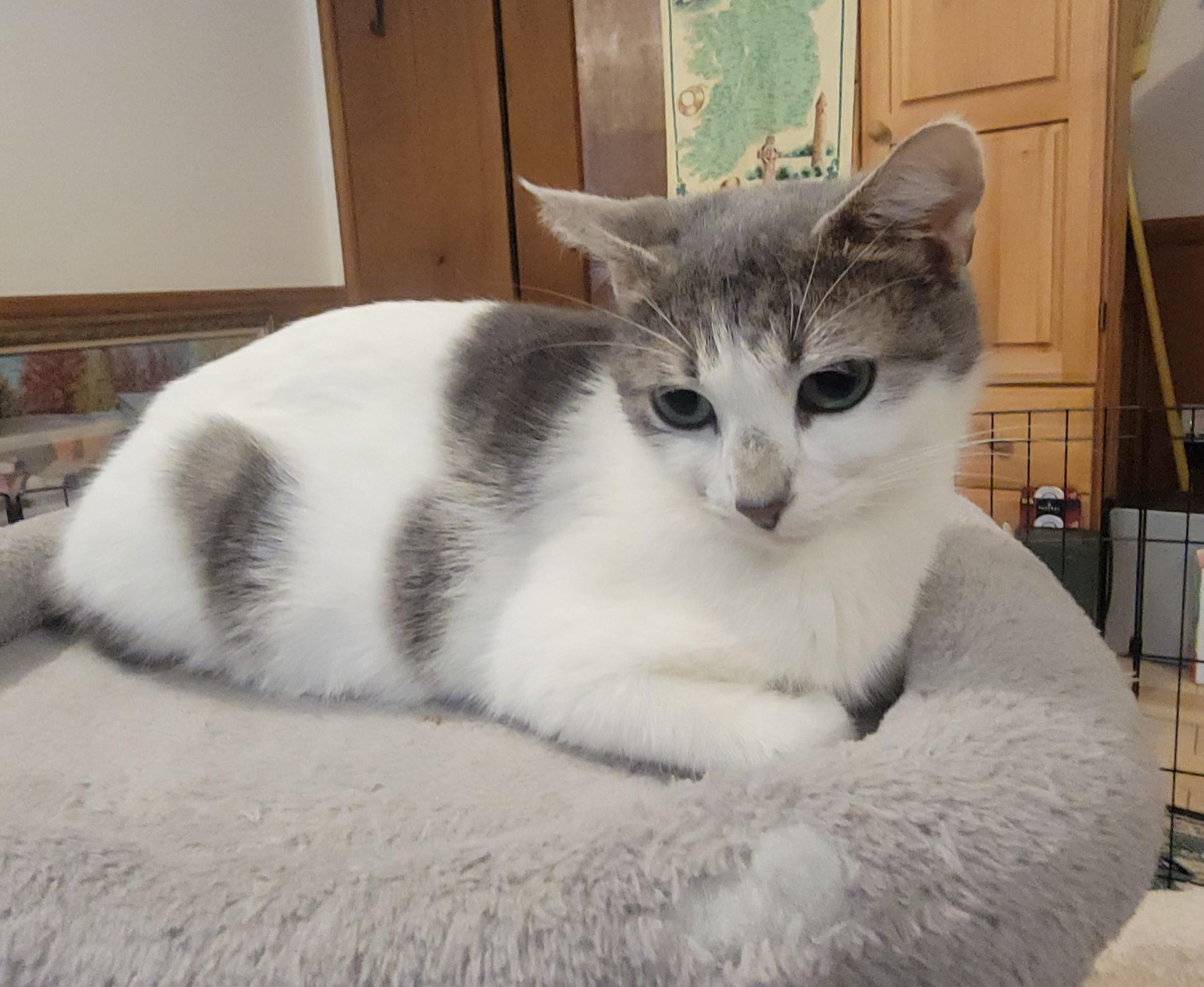 Enlarge Aly, a Adoptable mixed breed in Snellville, GA image 4/4