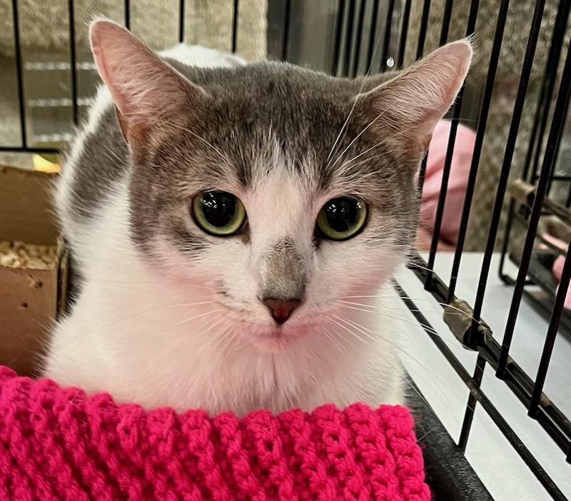 Enlarge Aly, a Adoptable mixed breed in Snellville, GA image 1/4