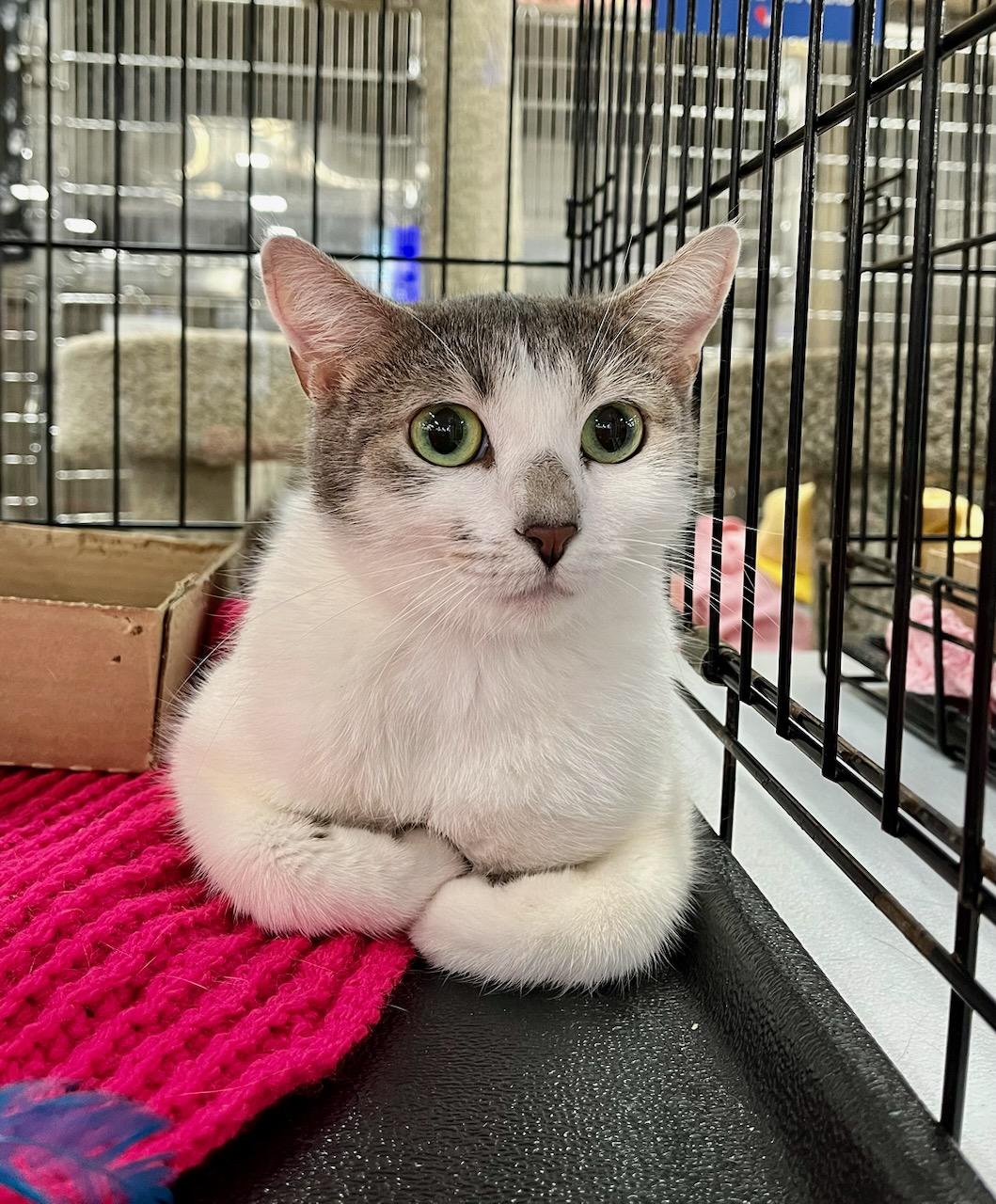 Enlarge Aly, a Adoptable mixed breed in Snellville, GA image 3/4