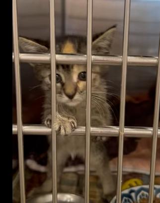 Enlarge Hazel, an adopted Domestic Short Hair in Bloomsdale, MO image 1/1