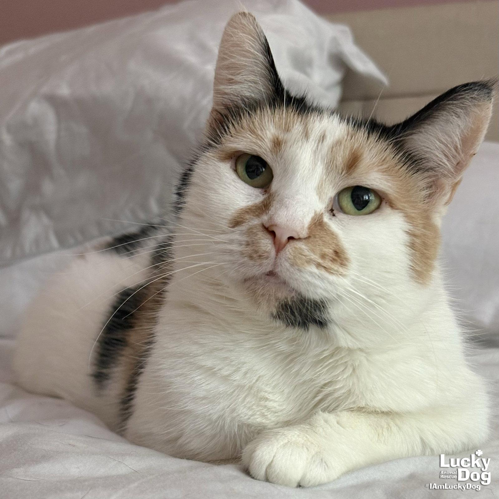 Andariel, Adoptable, Adult Female Domestic Short Hair.