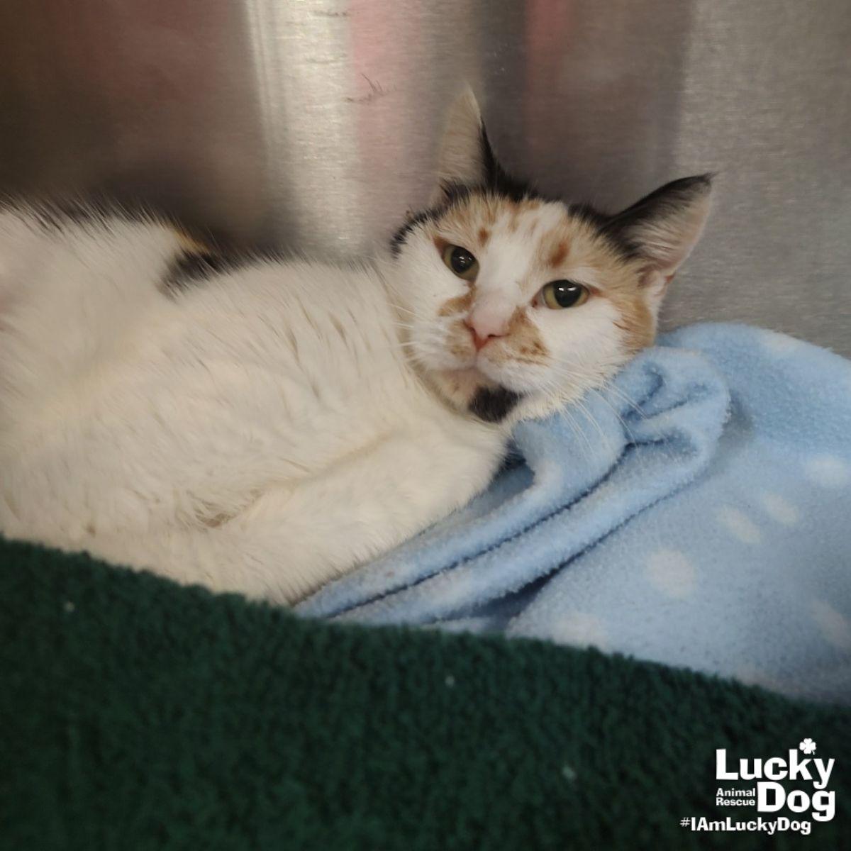 Andariel, Adoptable, Adult Female Domestic Short Hair.