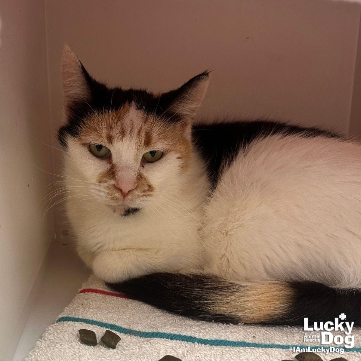 Enlarge Andariel, a Adoptable Domestic Short Hair in Washington, DC image 2/3