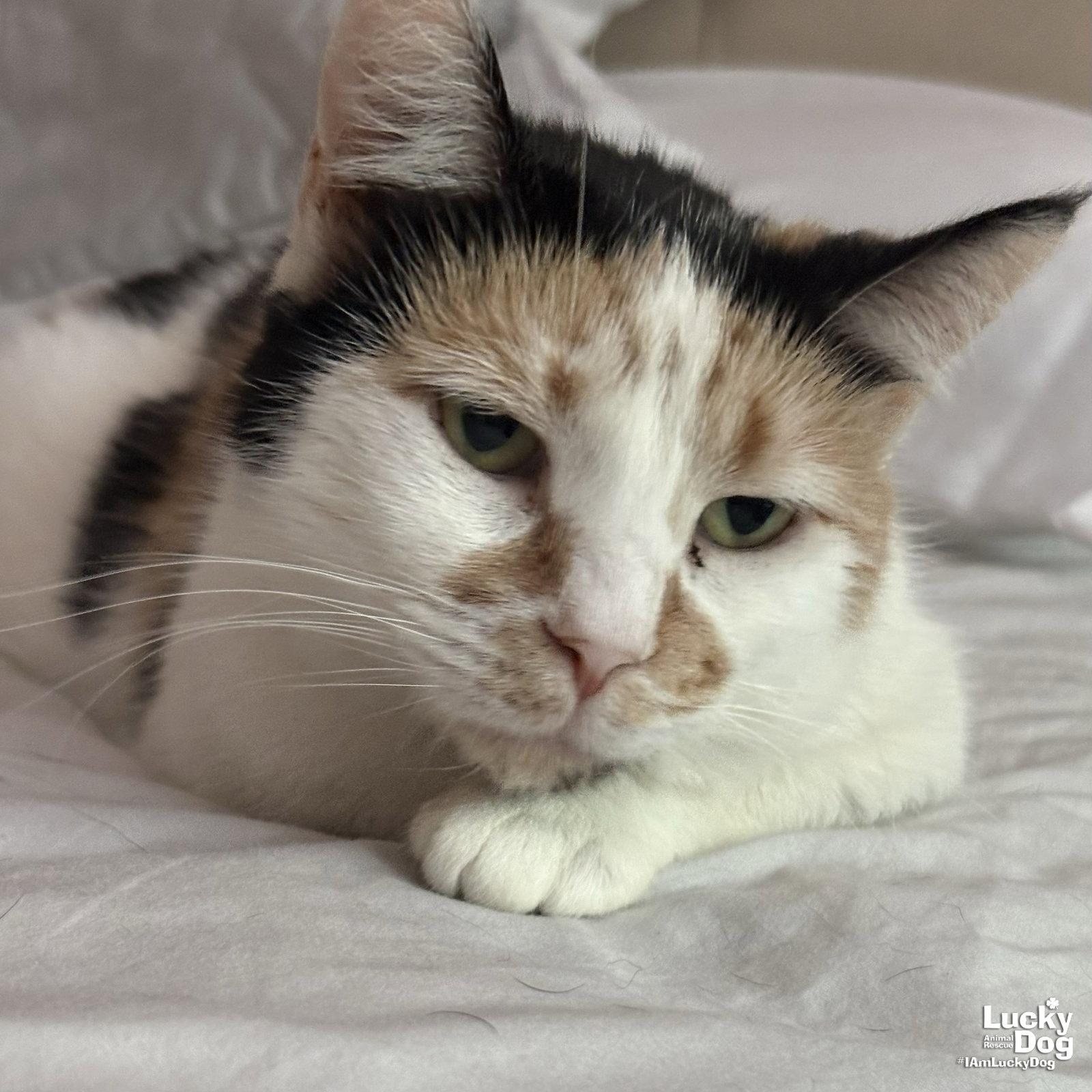 Andariel, a Adoptable Domestic Short Hair in Washington, DC image 2/3
