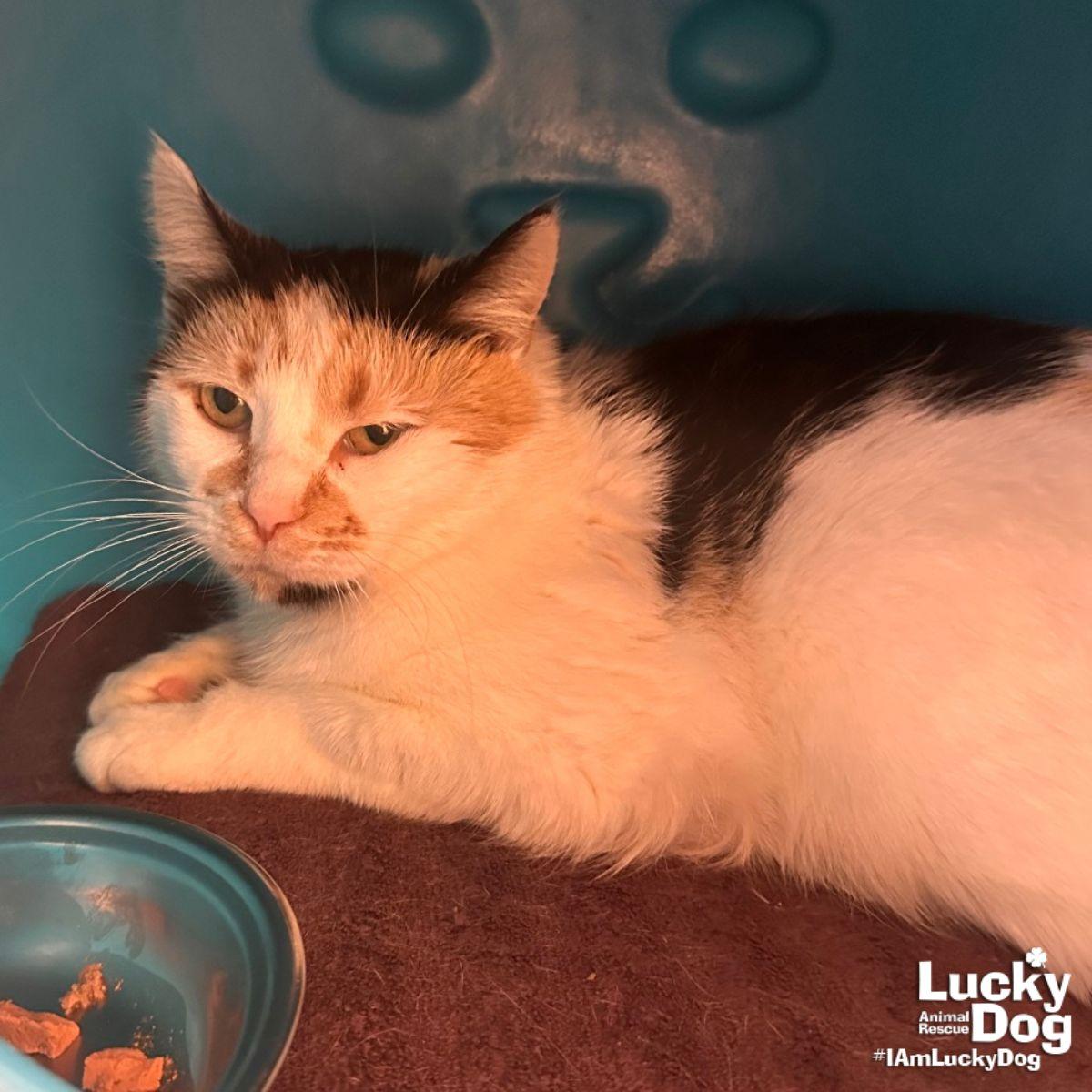 Enlarge Andariel, a Adoptable Domestic Short Hair in Washington, DC image 3/3