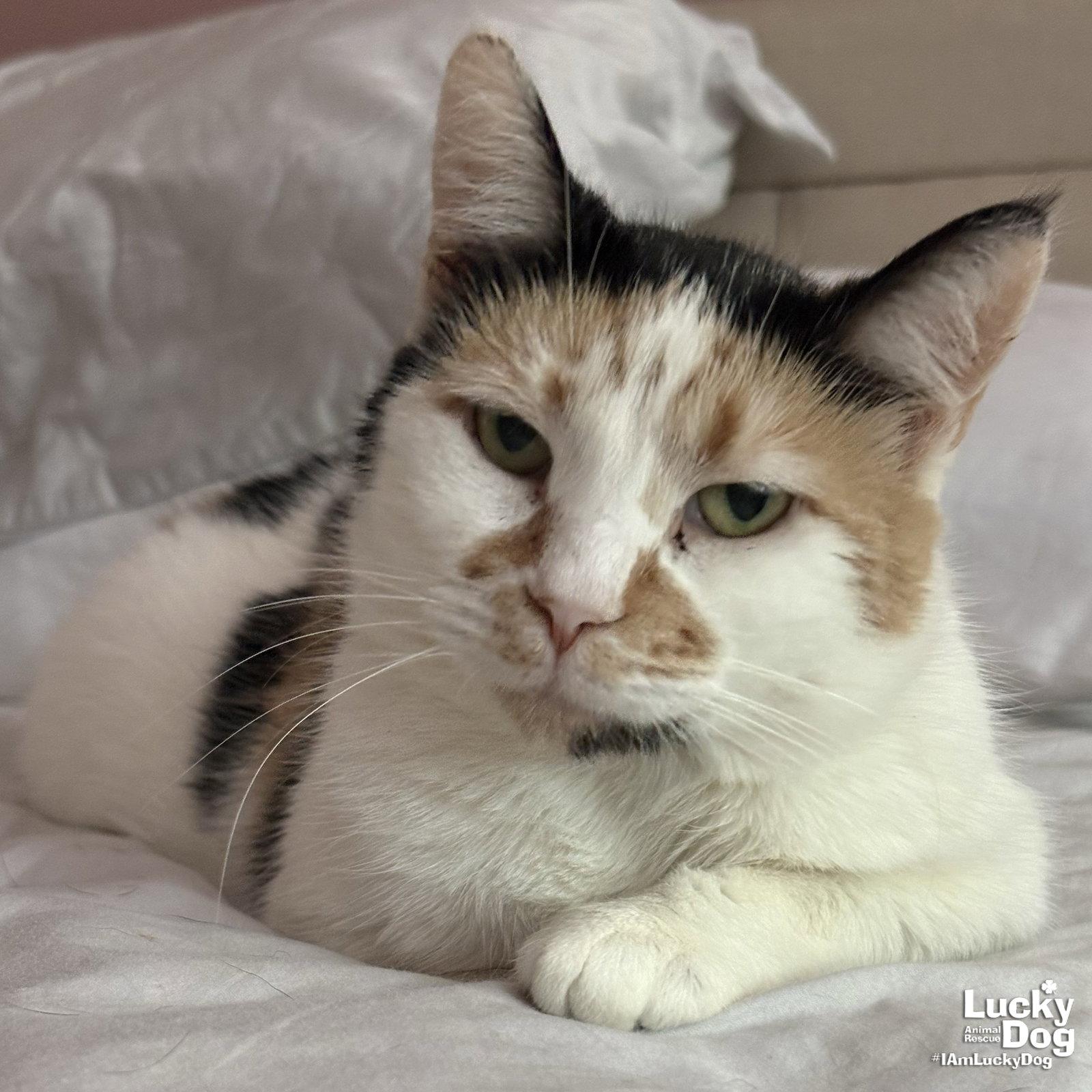 Andariel, a Adoptable Domestic Short Hair in Washington, DC image 3/3