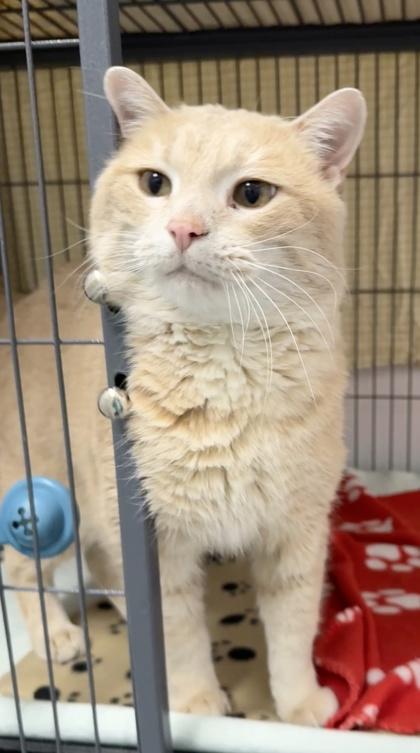 Enlarge Bobby, a ADOPTABLE Domestic Short Hair in Meadow Lake, SK image 3/3