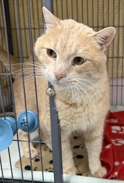 Enlarge Bobby, a ADOPTABLE Domestic Short Hair in Meadow Lake, SK image 2/3