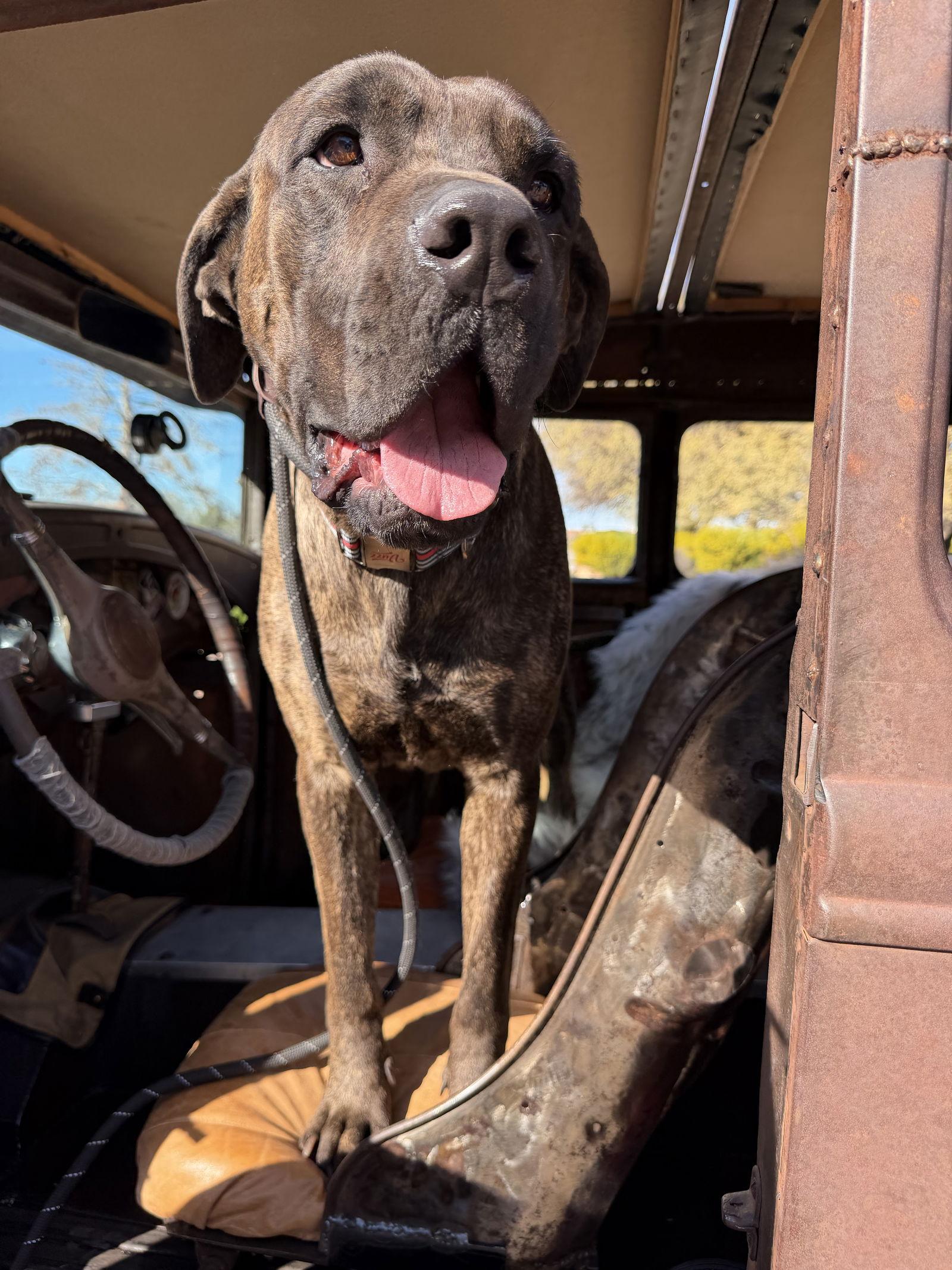 Jeffrey - adopted, Adopted, Young Male Mastiff.