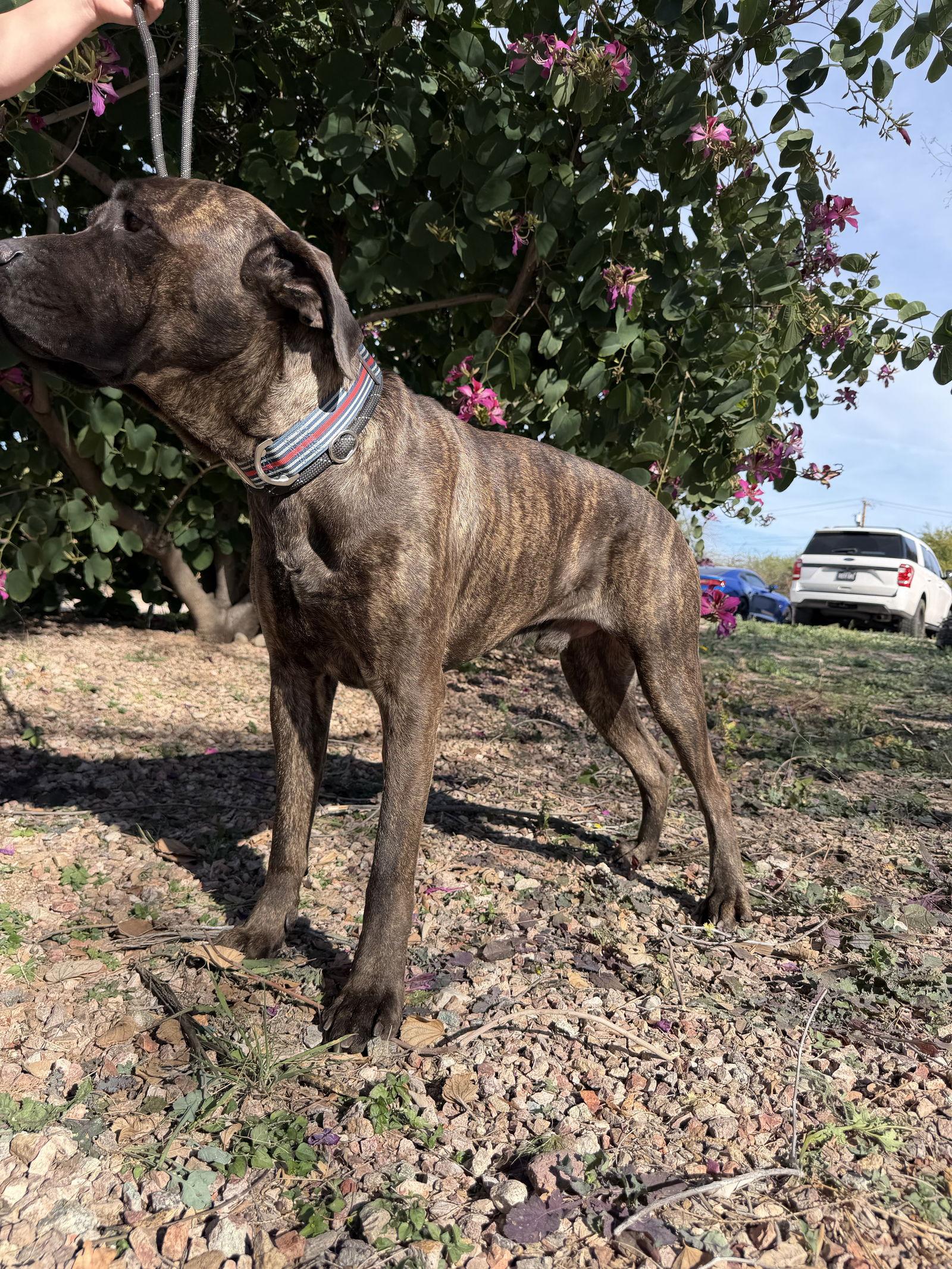 Jeffrey - adopted, a Adopted Mastiff in Glendale, AZ image 2/3
