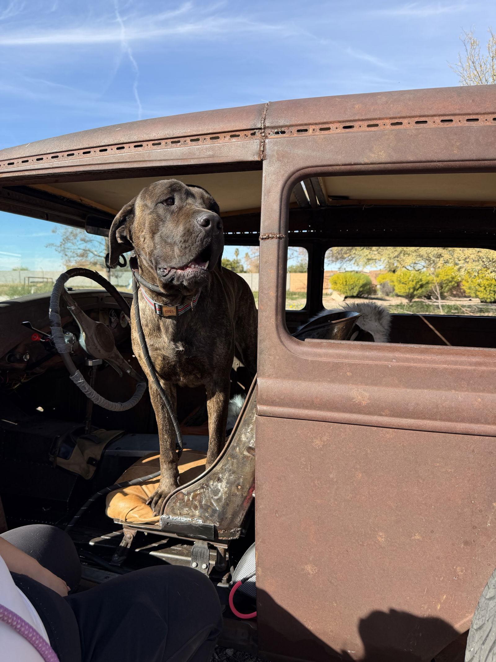 Jeffrey - adopted, a Adopted Mastiff in Glendale, AZ image 3/3