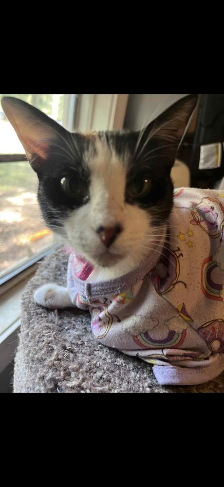 Annie Oakley & Tigress, Adoptable, Young Female Calico & Domestic Short Hair.