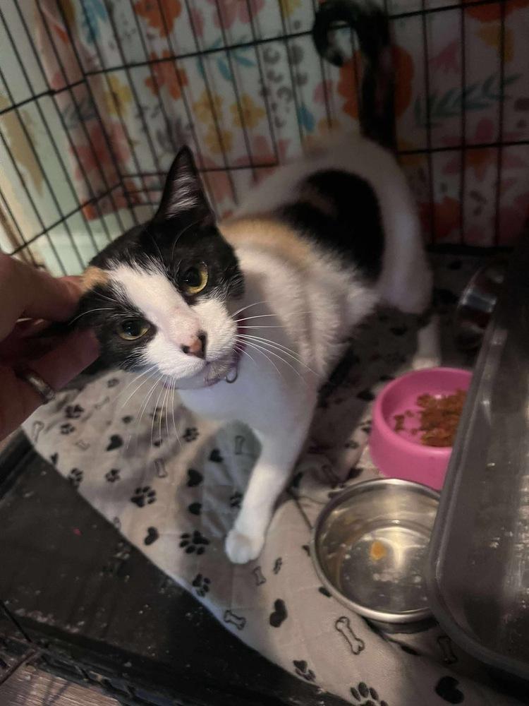 Enlarge Annie Oakley & Tigress, a Adoptable mixed breed image 2/6