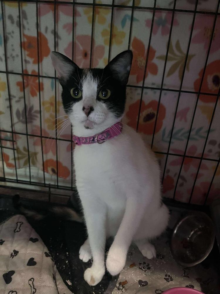 Enlarge Annie Oakley & Tigress, a Adoptable mixed breed image 3/6