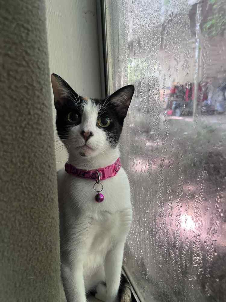 Enlarge Annie Oakley & Tigress, a Adoptable mixed breed image 4/6