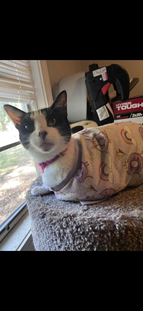 Enlarge Annie Oakley & Tigress, a Adoptable mixed breed image 5/6