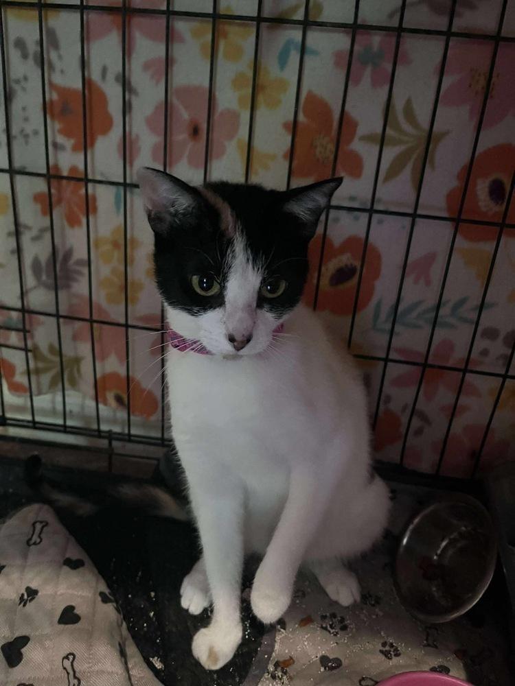 Enlarge Annie Oakley & Tigress, a Adoptable mixed breed image 6/6