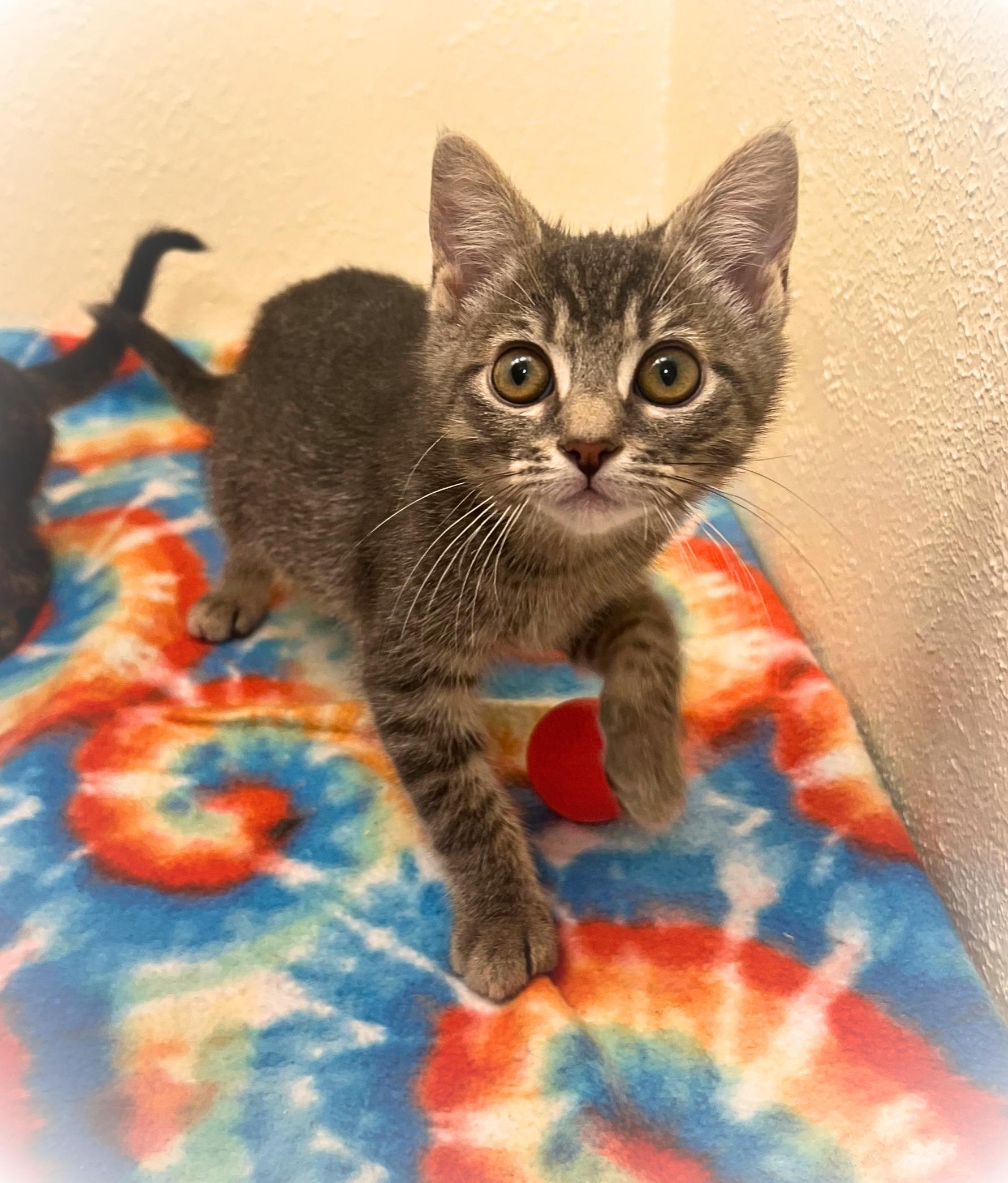 Kip Dynamite (bonded siblings Tina & Napoleon Dynamite), Adoptable, Kitten Male Tabby & American Shorthair.