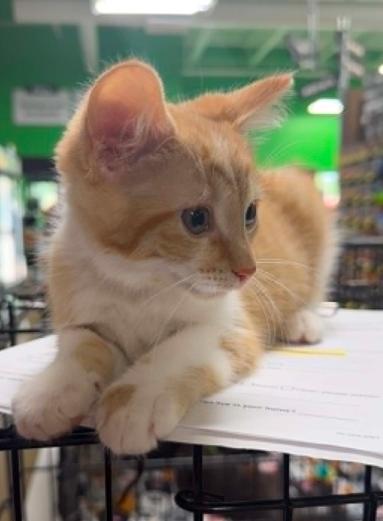 Nitro, adopted, Kitten Male Domestic Short Hair.