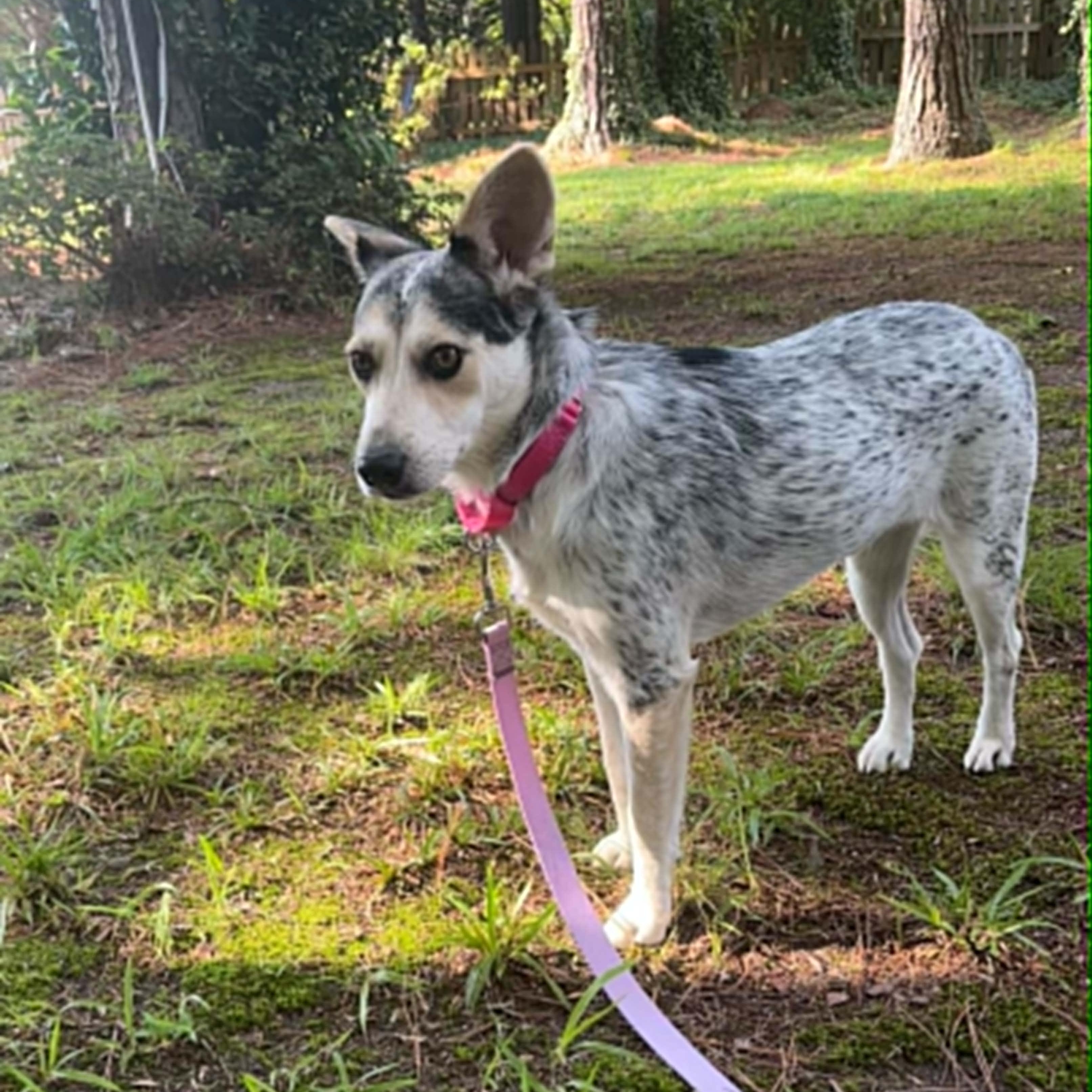 Enlarge Beth, a Adoptable mixed breed in Moyock, NC image 2/6
