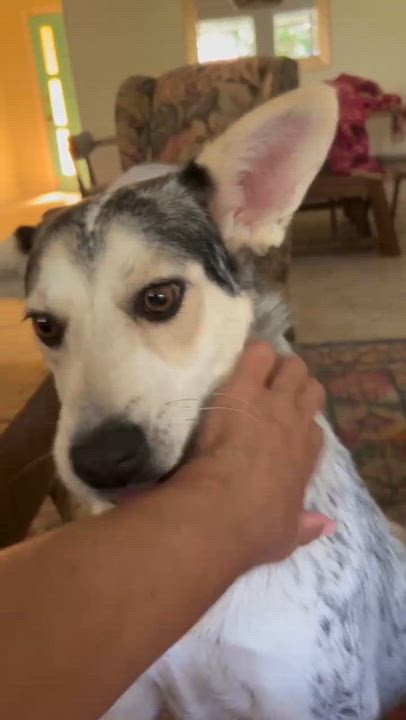 Enlarge Beth, a Adoptable mixed breed in Moyock, NC video 4/6
