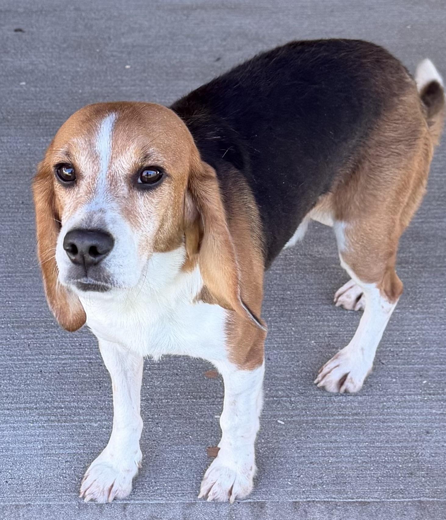 Enlarge Nick, a Adoptable Beagle in South Plainfield, NJ image 2/2