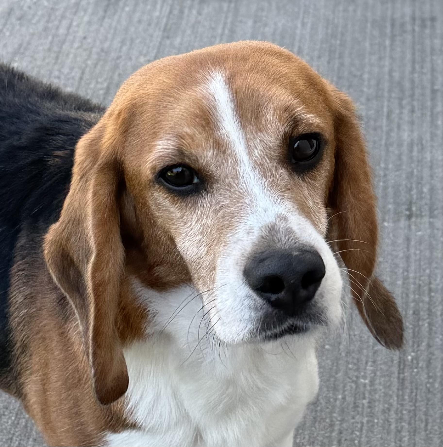 Nick, Adoptable, Adult Male Beagle.