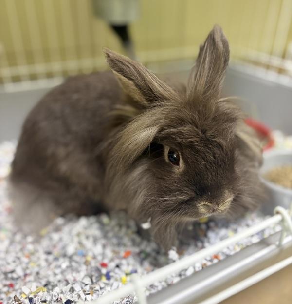 Louise, Adoptable, Young Female Lionhead.
