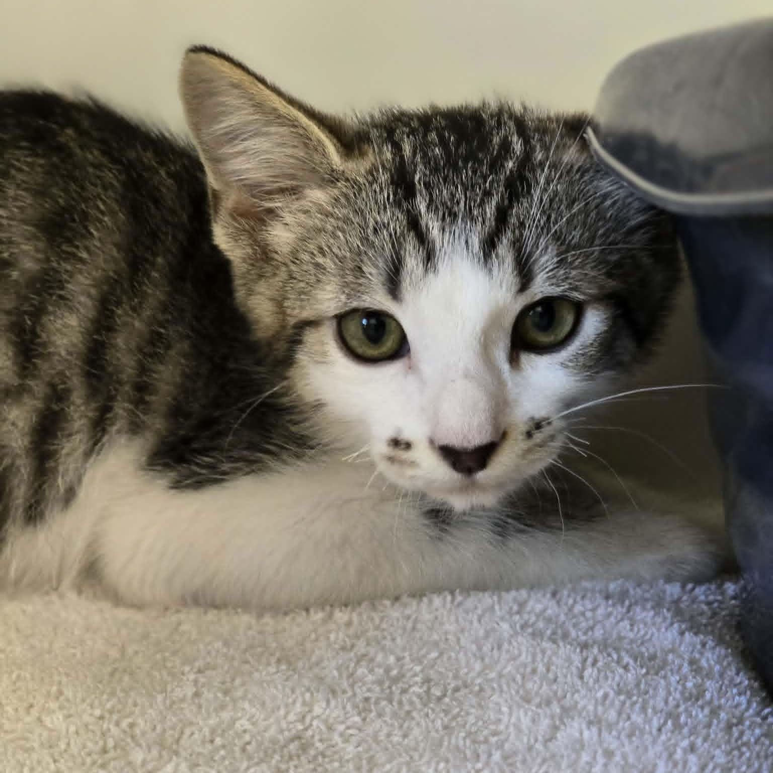 Enlarge Petrie, a ADOPTABLE Domestic Short Hair in Grants Pass, OR image 2/2