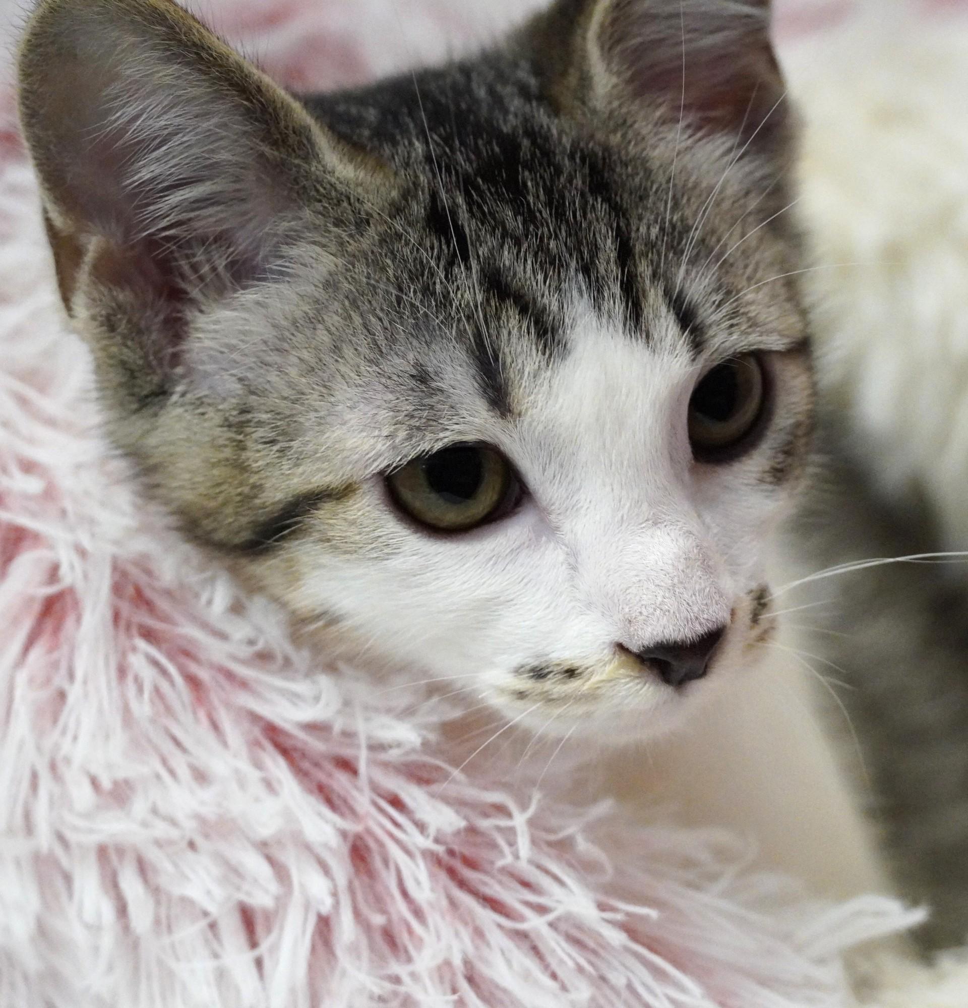 Petrie, ADOPTABLE, Kitten Male Domestic Short Hair.