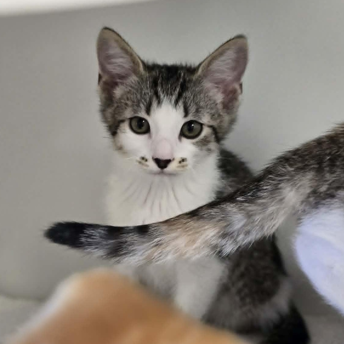 Petrie, ADOPTABLE, Kitten Male Domestic Short Hair.