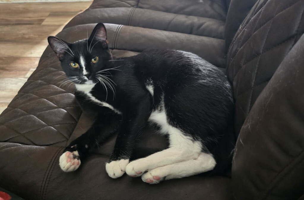 Oscar, ADOPTABLE, Adult Male Domestic Short Hair.
