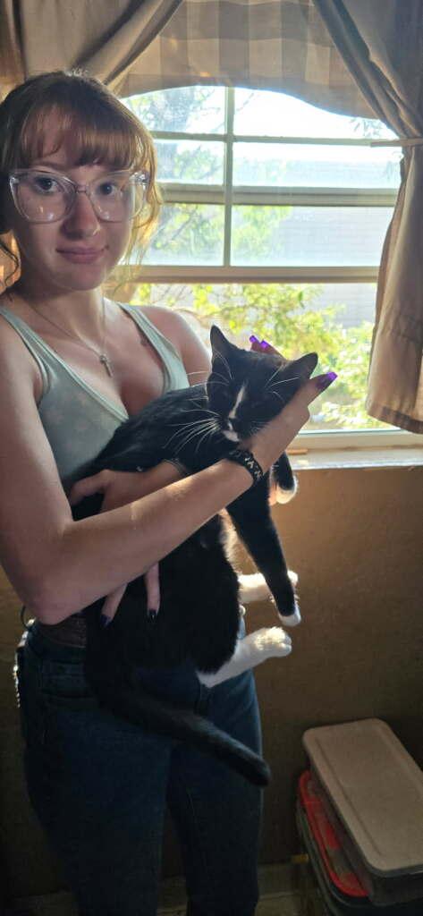 Oscar, a ADOPTABLE Domestic Short Hair in Rawlins, WY image 2/2