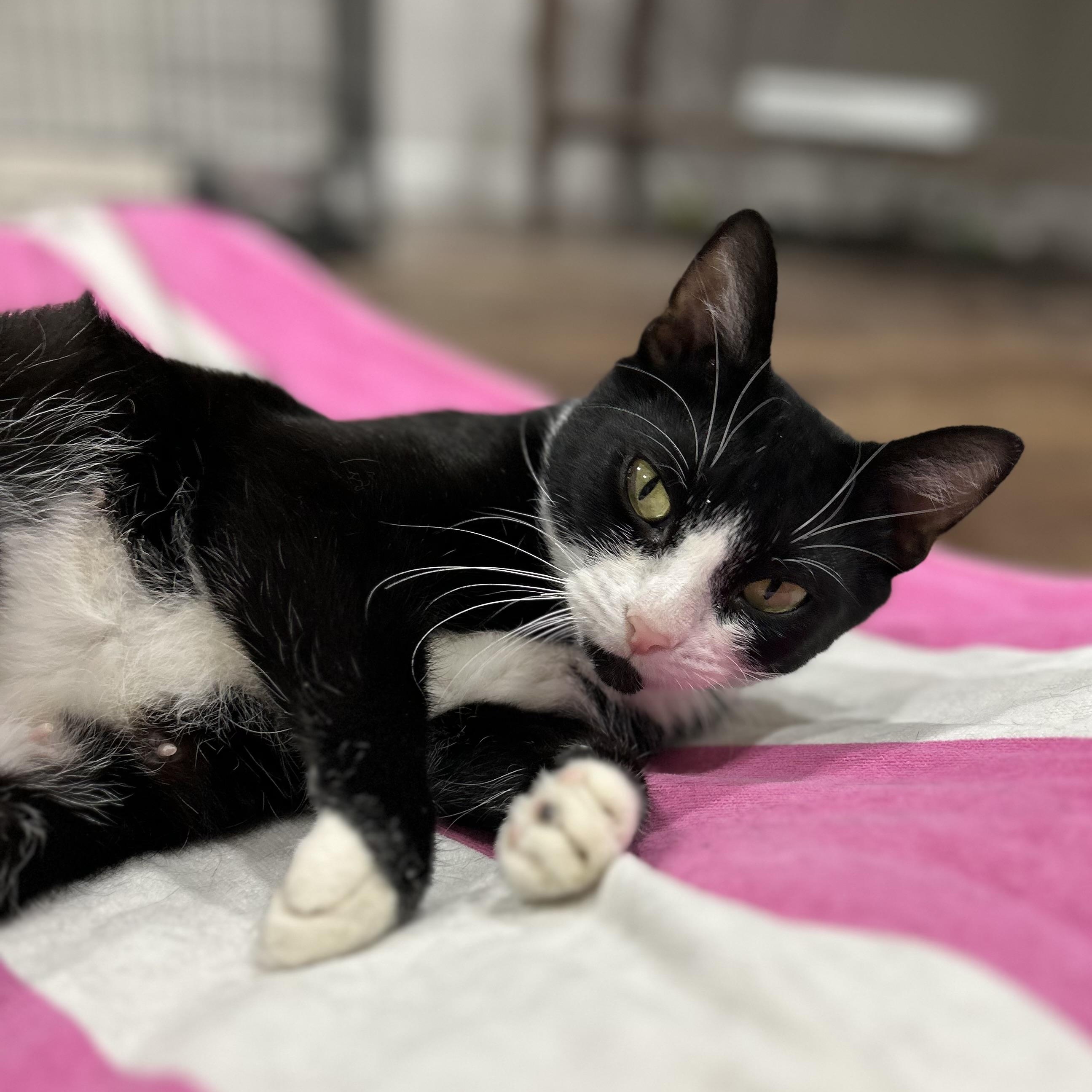 Lark, a Adoptable Domestic Short Hair in Westfield, MA image 2/5