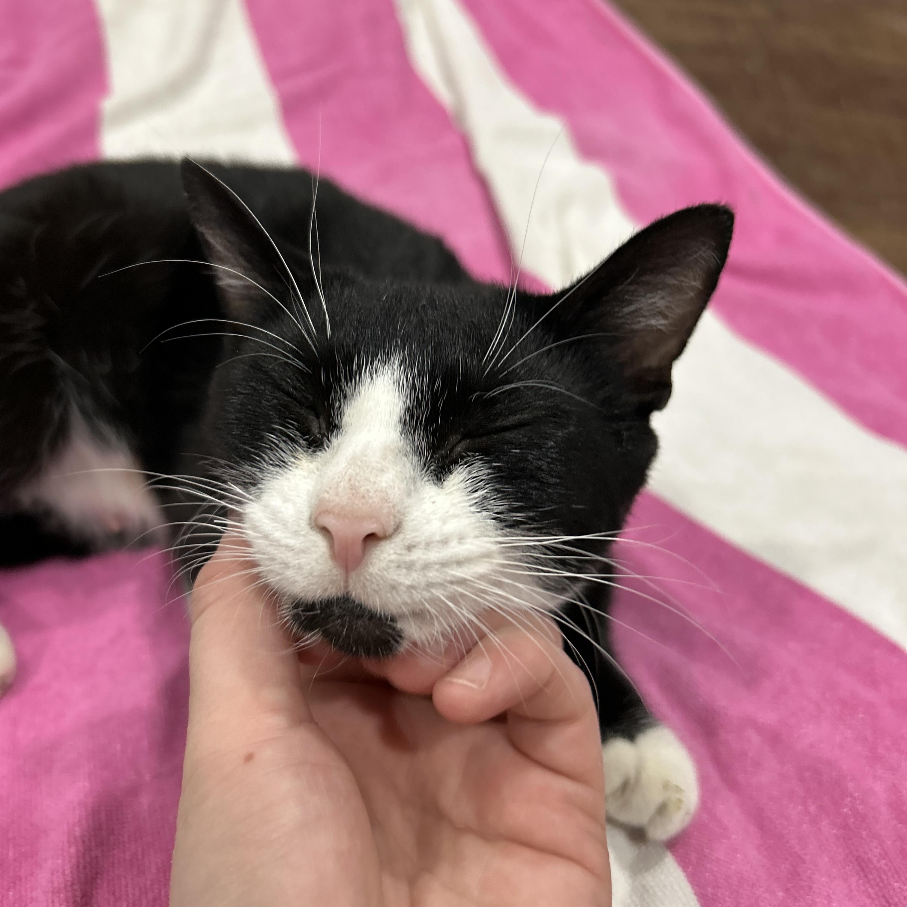 Lark, a Adoptable Domestic Short Hair in Westfield, MA image 3/5