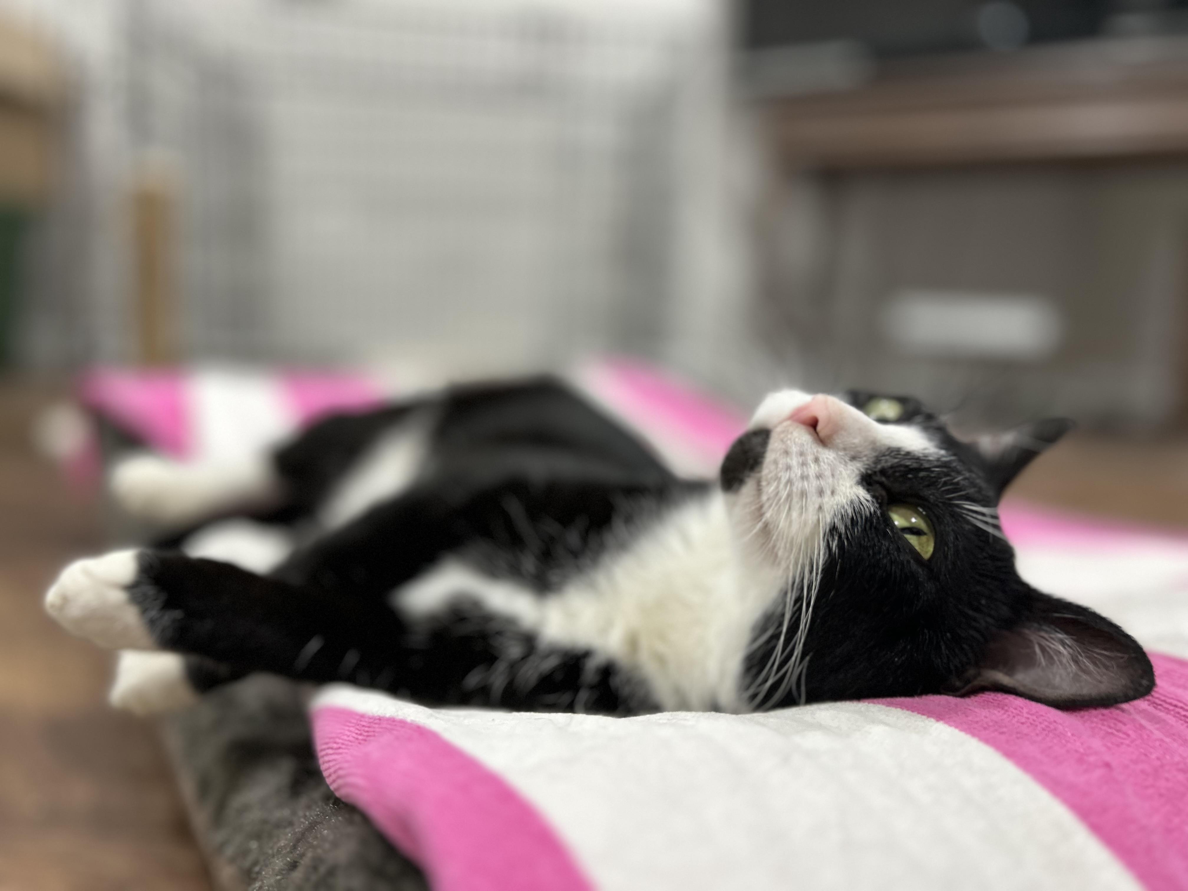 Lark, a Adoptable Domestic Short Hair in Westfield, MA image 4/5