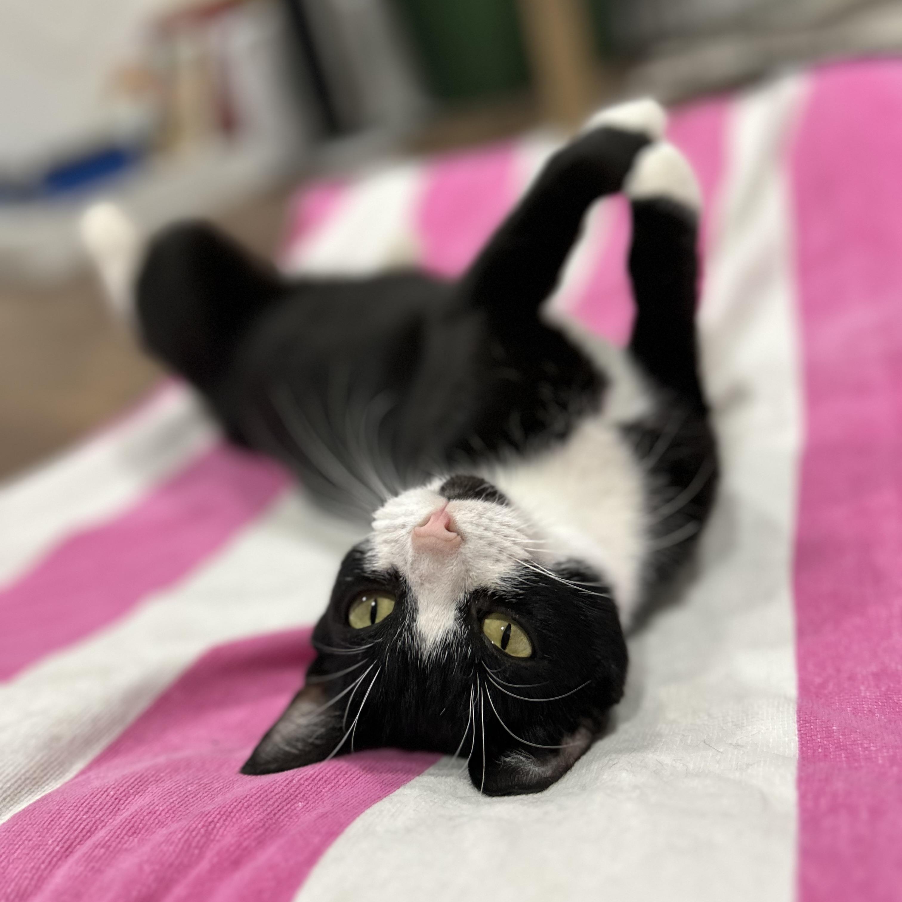 Lark, a Adoptable Domestic Short Hair in Westfield, MA image 1/5